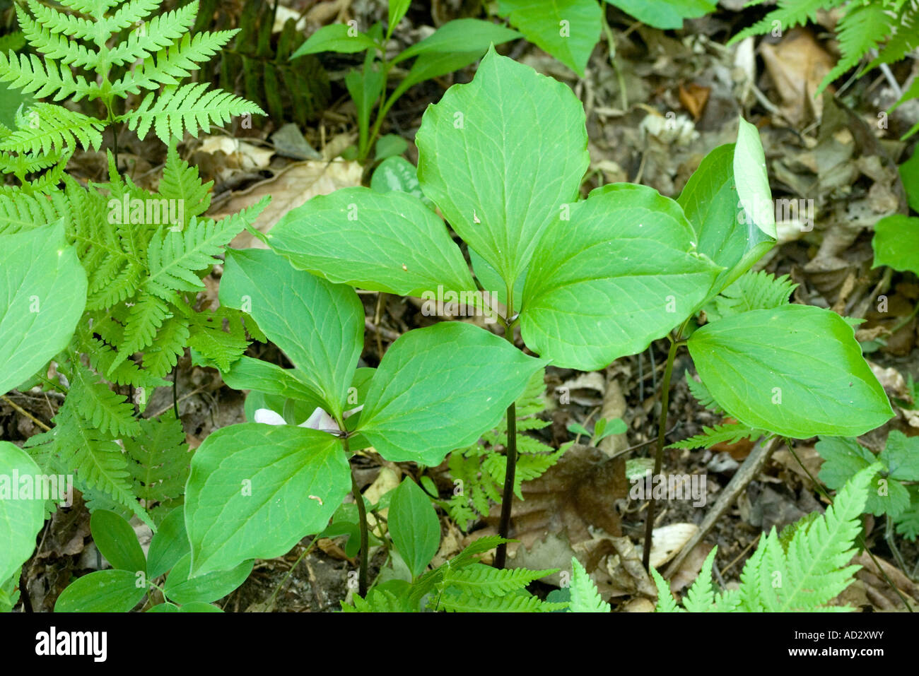 Bashful Trillium Trillium catesbaei South Carolina United States 13 May Liliaceae Stock Photo