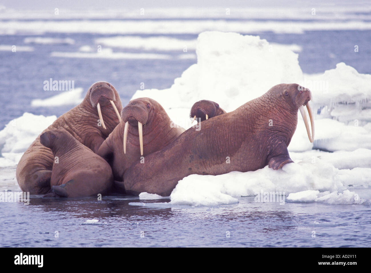 walrus Odobenus rosmarus group on the pack ice Bering Sea Alaska Stock ...