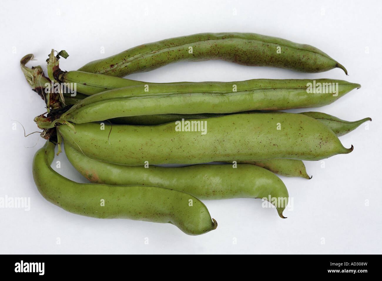 Broad Beans Pods Stock Photo Alamy