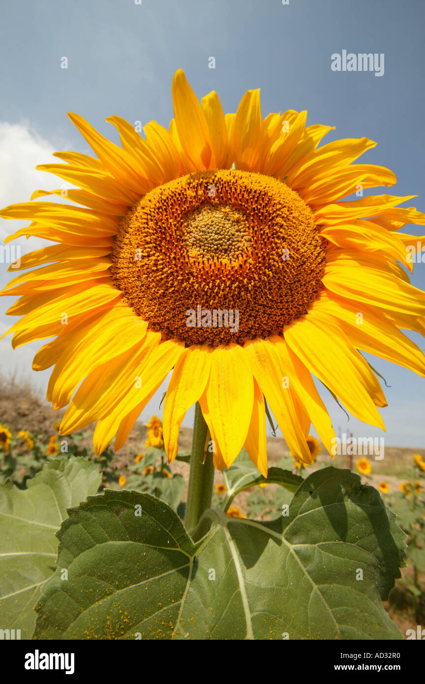 Sunflower exposed to daylight in the field Stock Photo Alamy