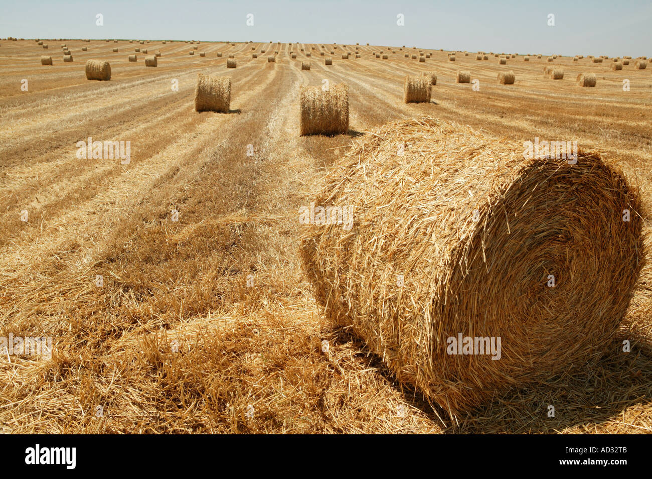 After harvesting the cereal, the straw bales are created Stock Photo ...