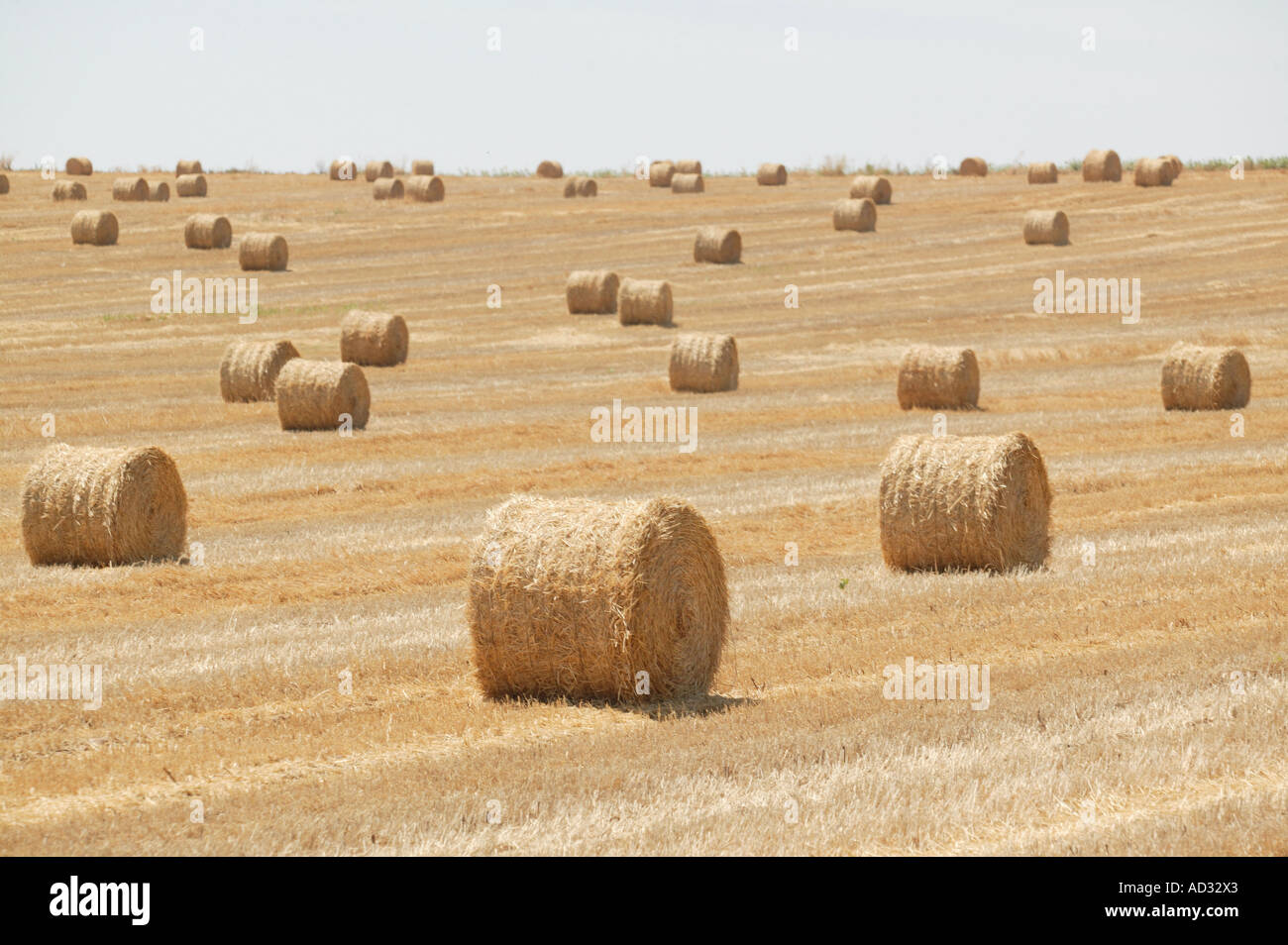 After harvesting the cereal, the straw bales are created Stock Photo ...