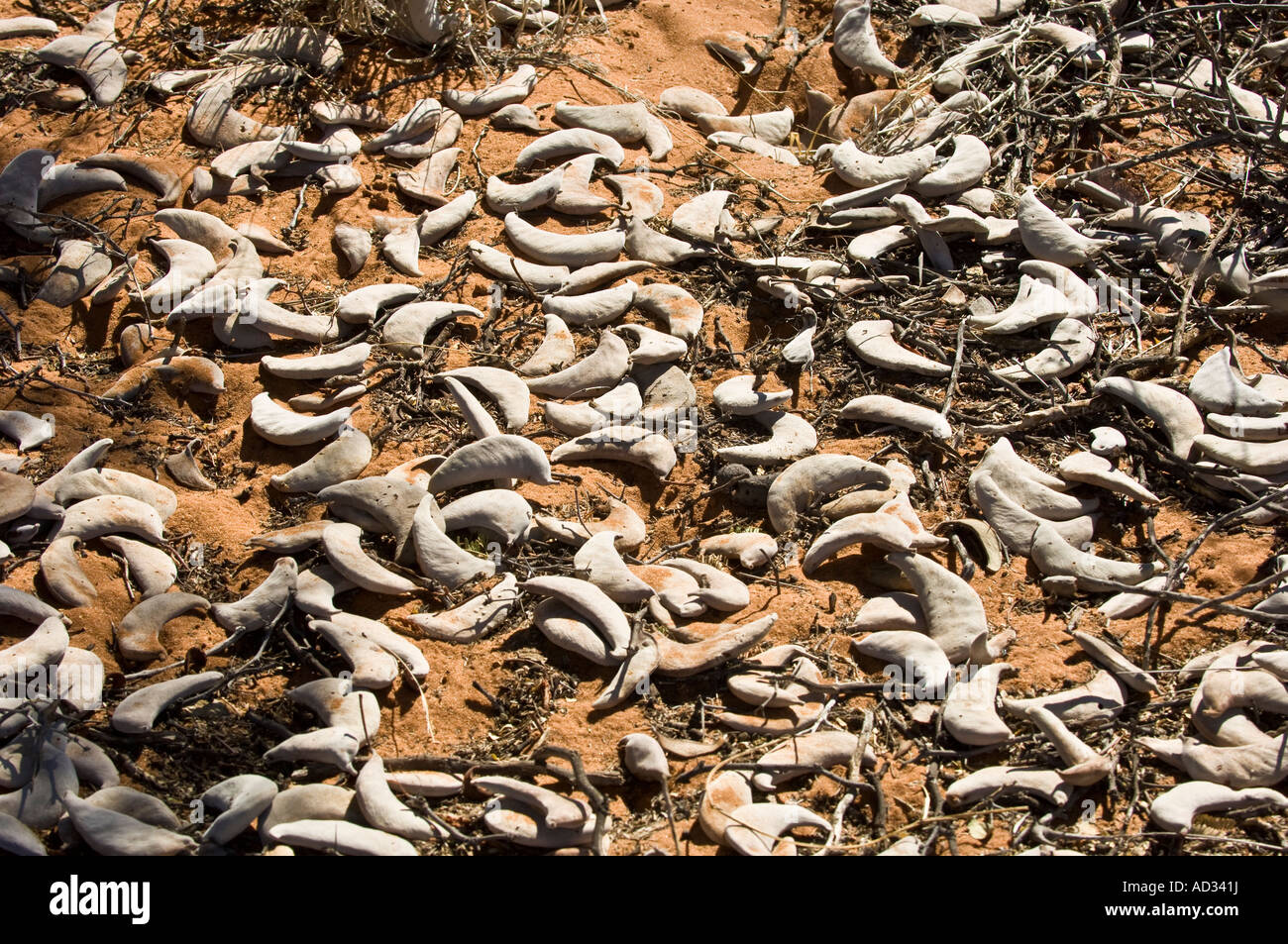 Desert fruit namibia hi-res stock photography and images - Alamy