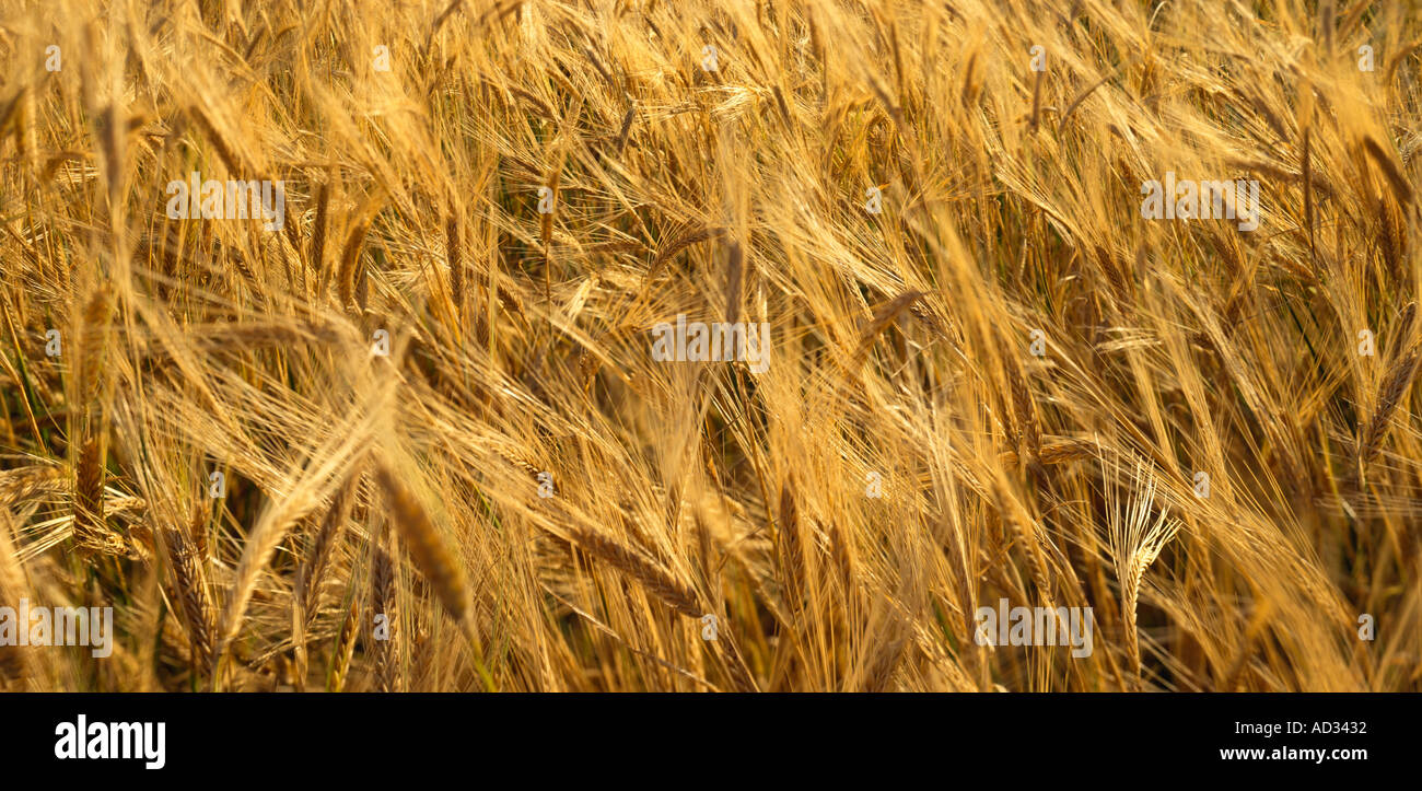 Gold field of barley hi-res stock photography and images - Alamy