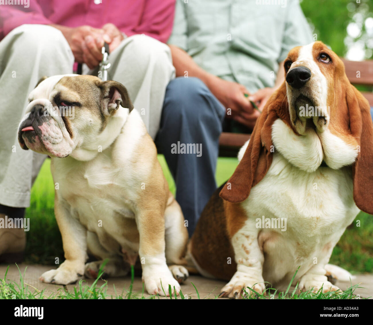 male couple sitting on park bench with their dogs Stock Photo - Alamy