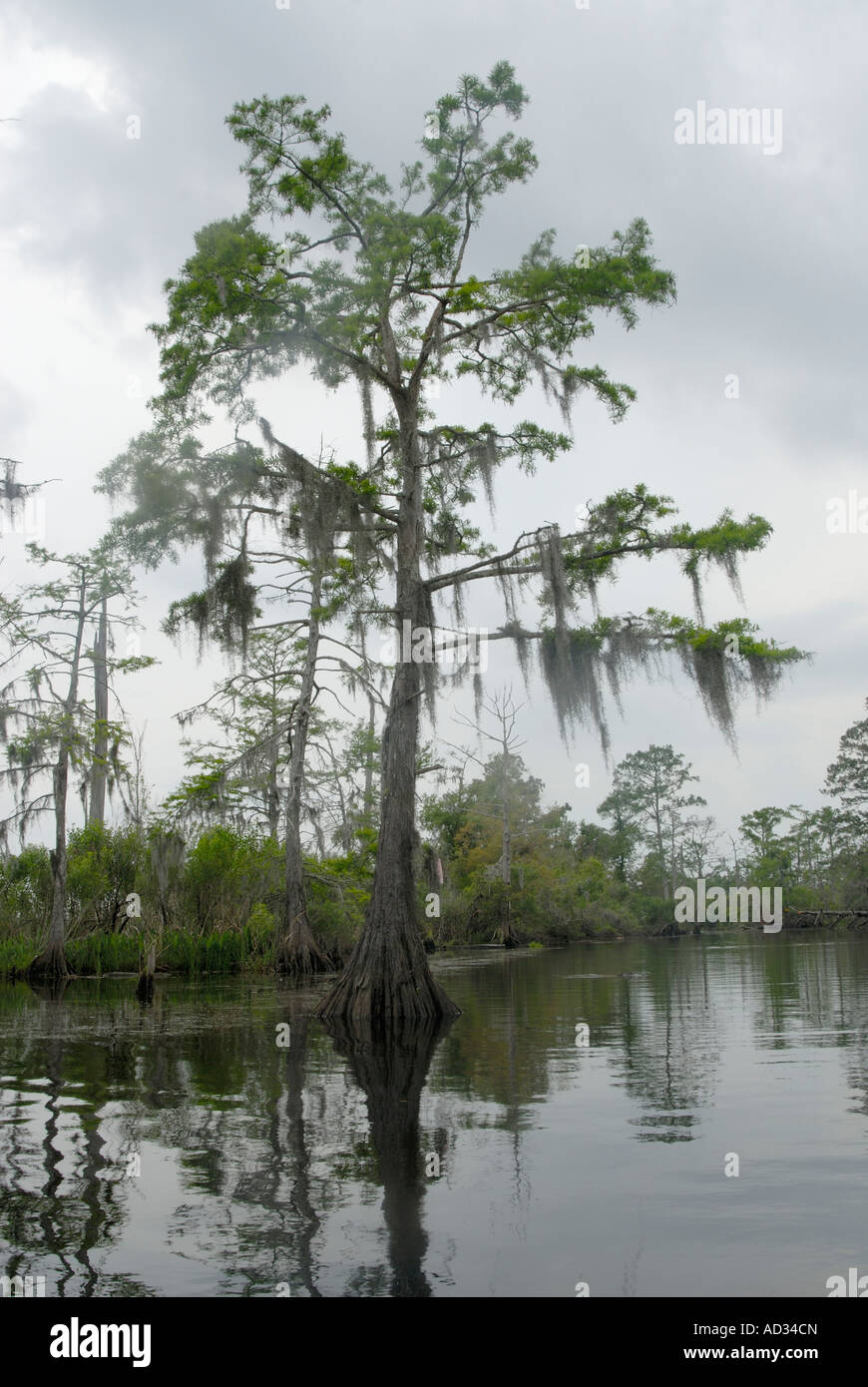 baldcypress in Cane Bayou near New Orleans Louisiana Stock Photo Alamy