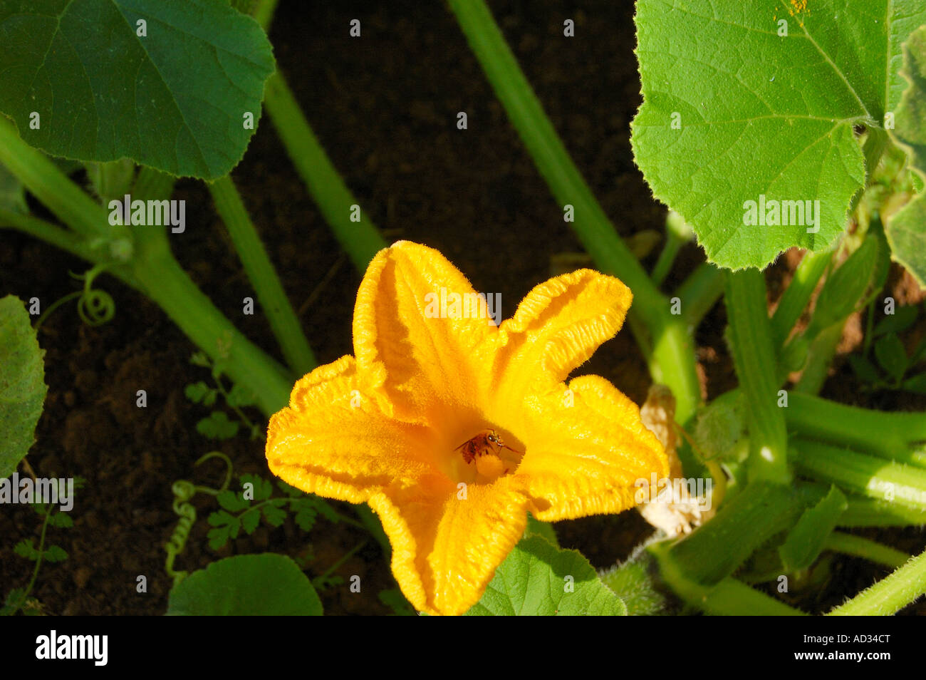 Bee pollinating pumpkin flower Stock Photo Alamy