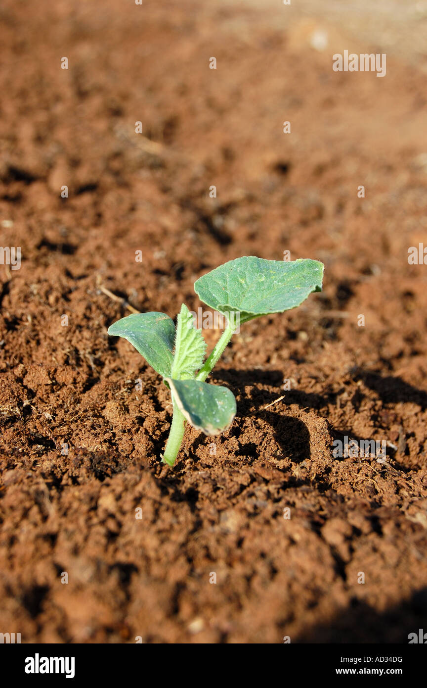 Armenian Cucumber plant seedling Stock Photo Alamy