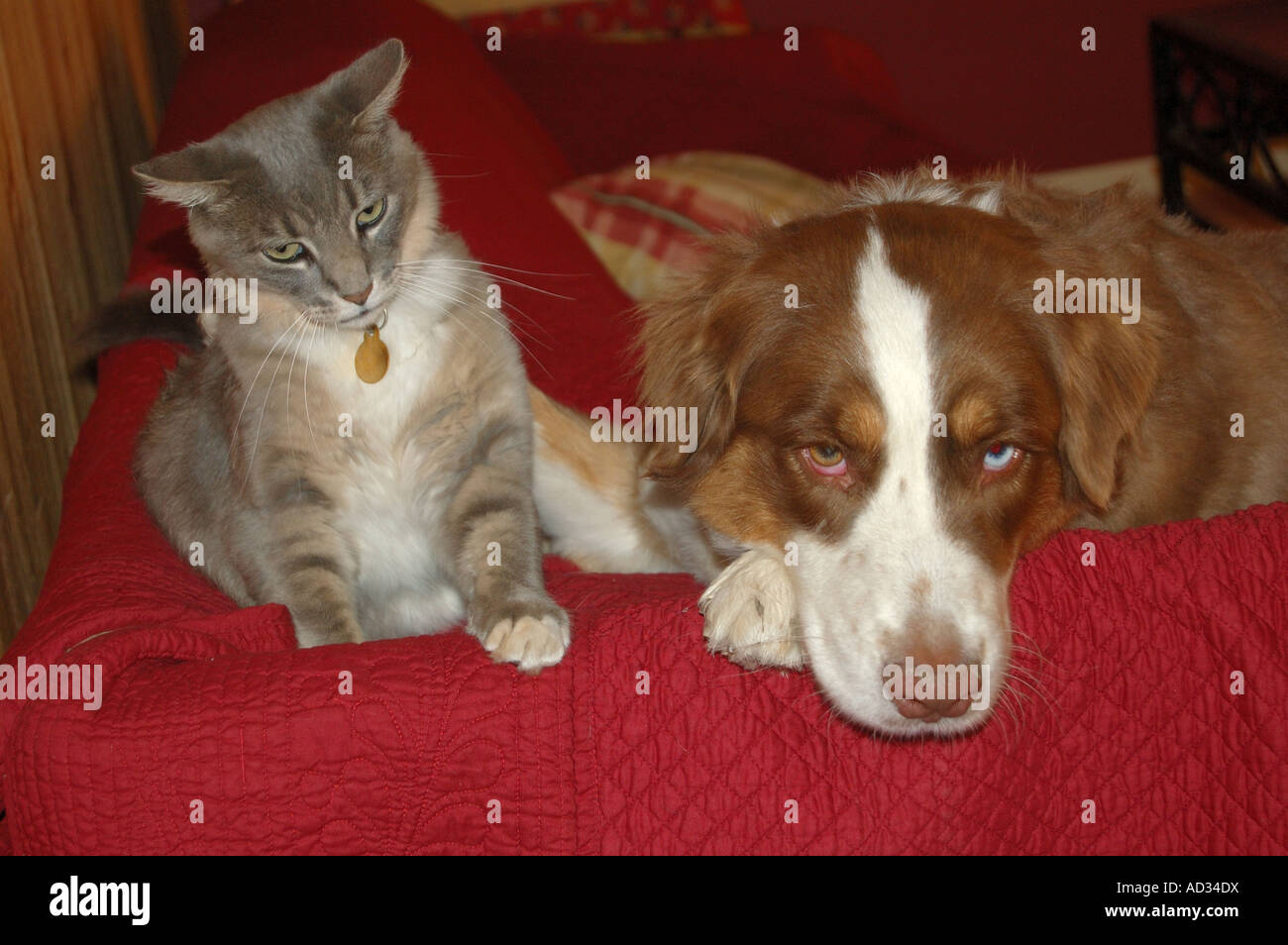 Molly a year old Australian Shepherd and Stewie a year old cat are good friends Stock Photo