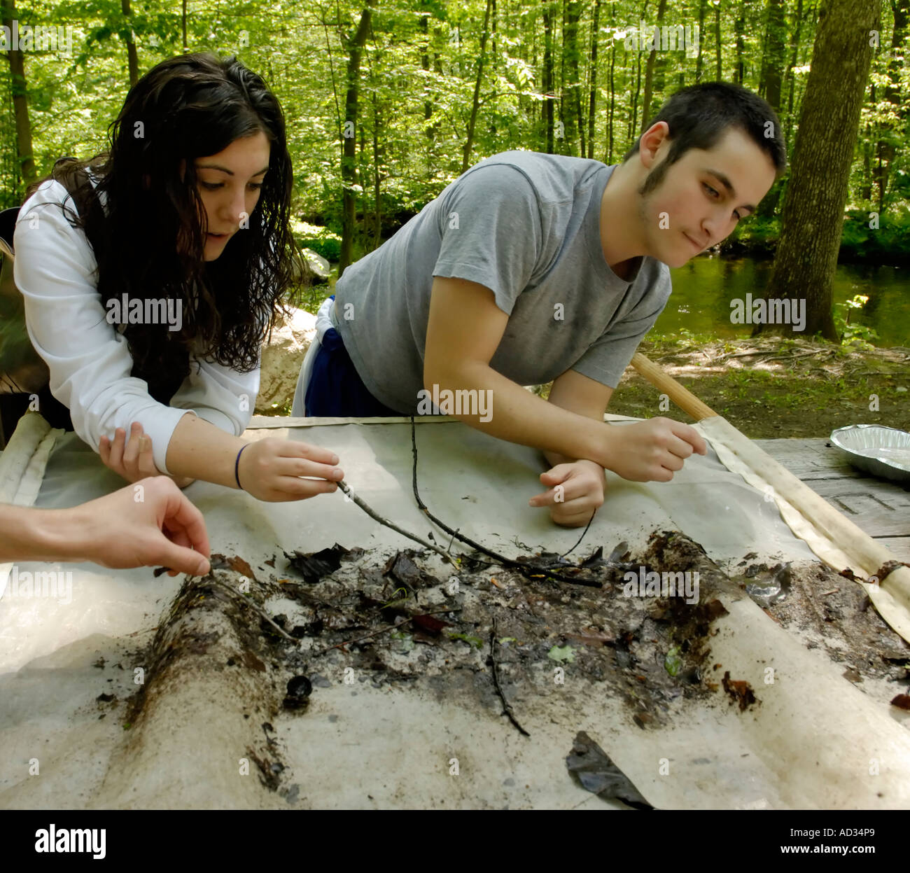Teenage boy and girl picking invertebrates out of 'kick-seine' net for stream water quality investigation Stock Photo