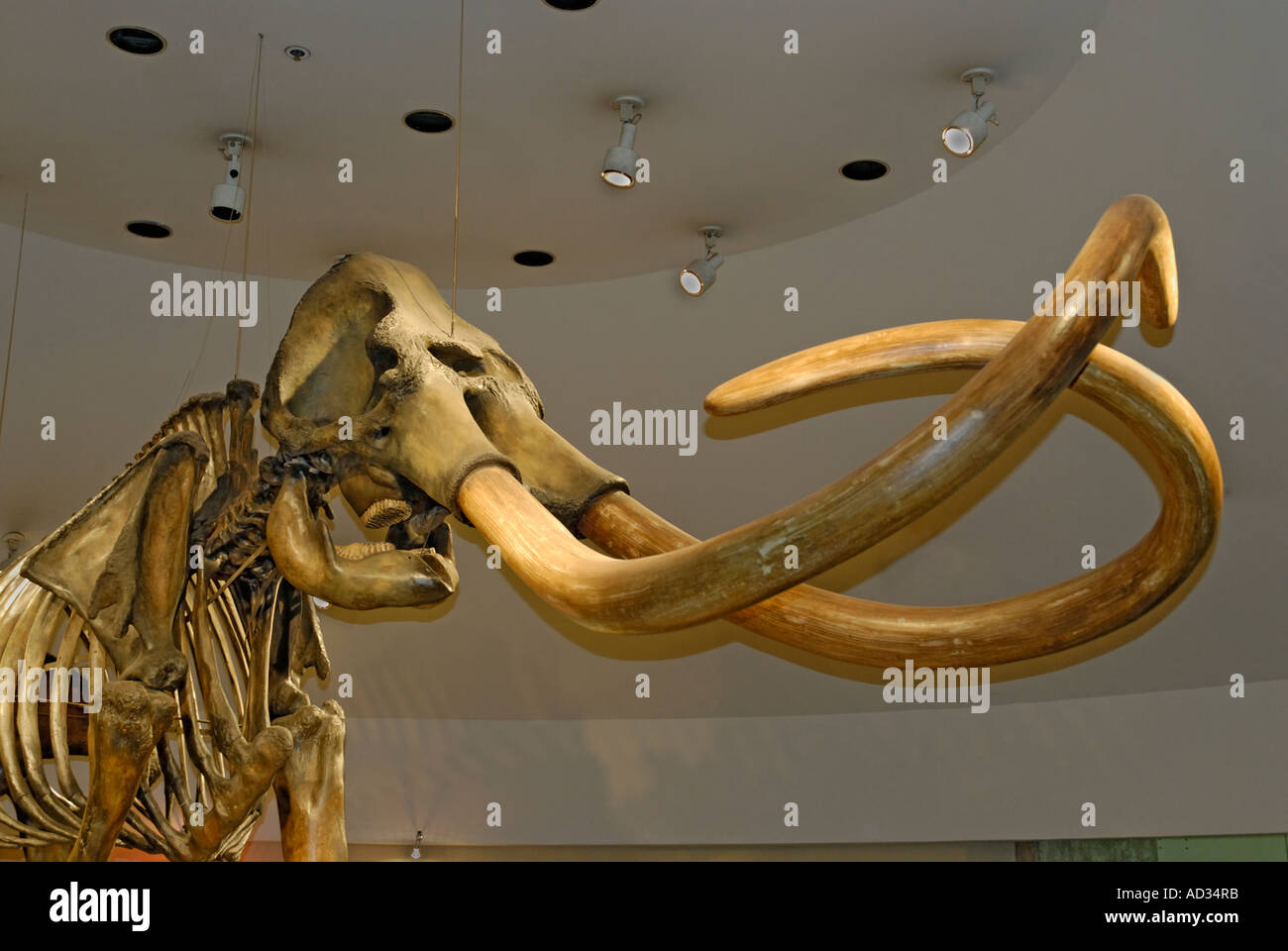 Columbian Mammoth, Mammuthus columbi, prehistoric skeleton with tusks from La Brea Tar Pits, Page Museum Stock Photo