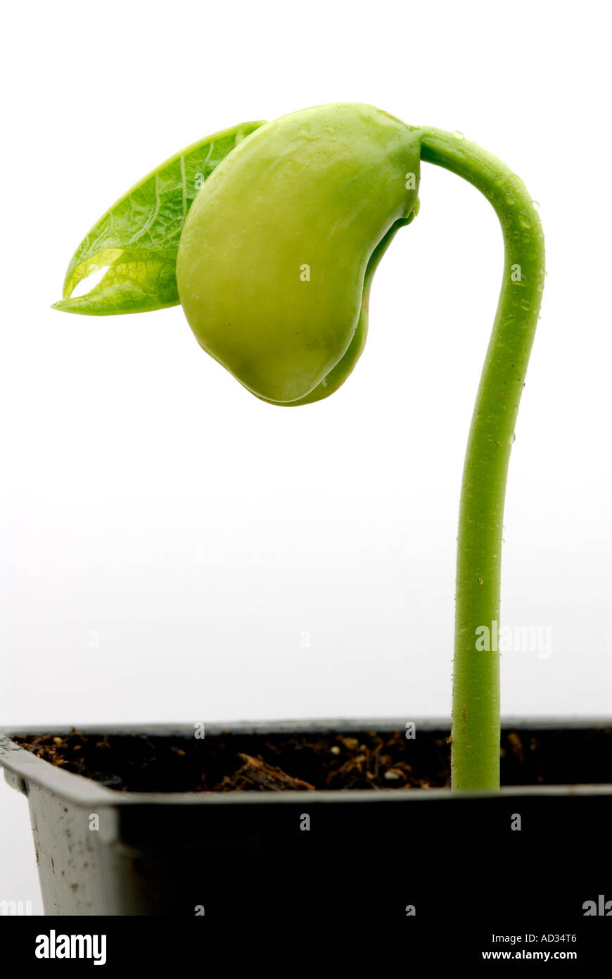 Lima bean sprout house