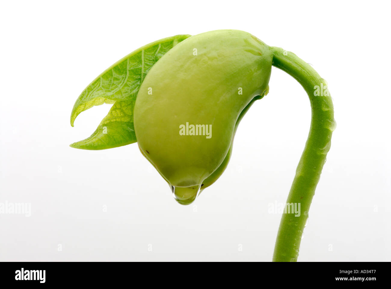 Lima bean , Phaseolus lunatus, seedling with water drop. Stock Photo