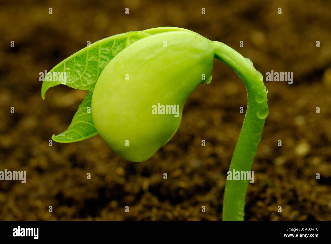 Lima bean, Phaseolus lunatus, seedling sprouting in soil Stock Photo