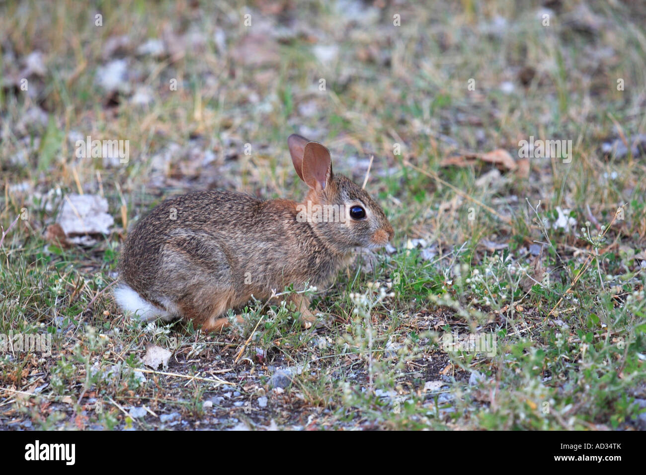 Canada mammals hi-res stock photography and images - Alamy