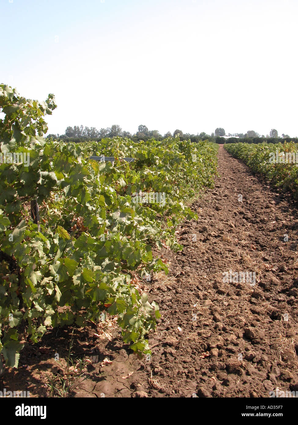 Thompson grape vineyard fresno hires stock photography and images Alamy