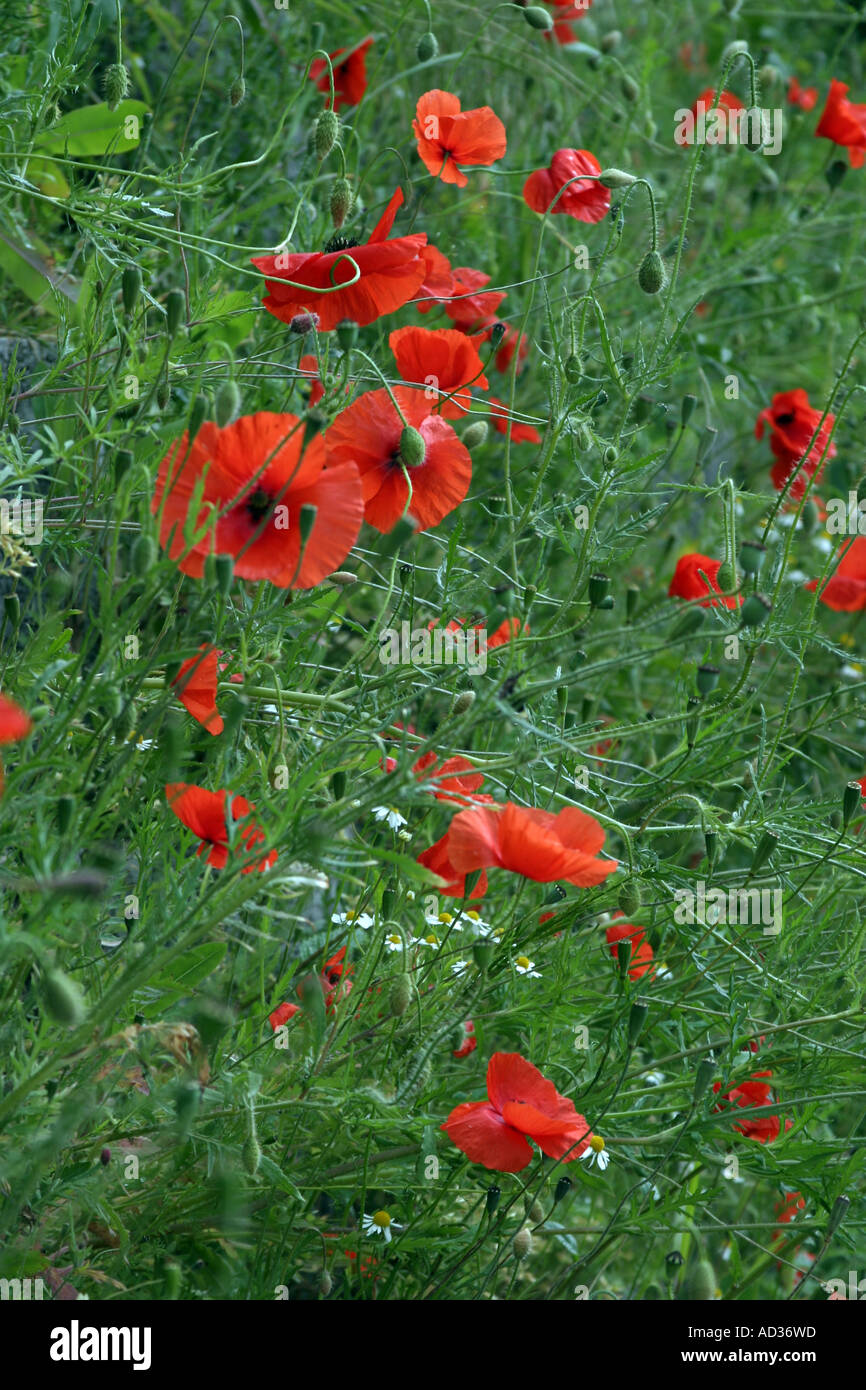 Peace poppies hi-res stock photography and images - Alamy