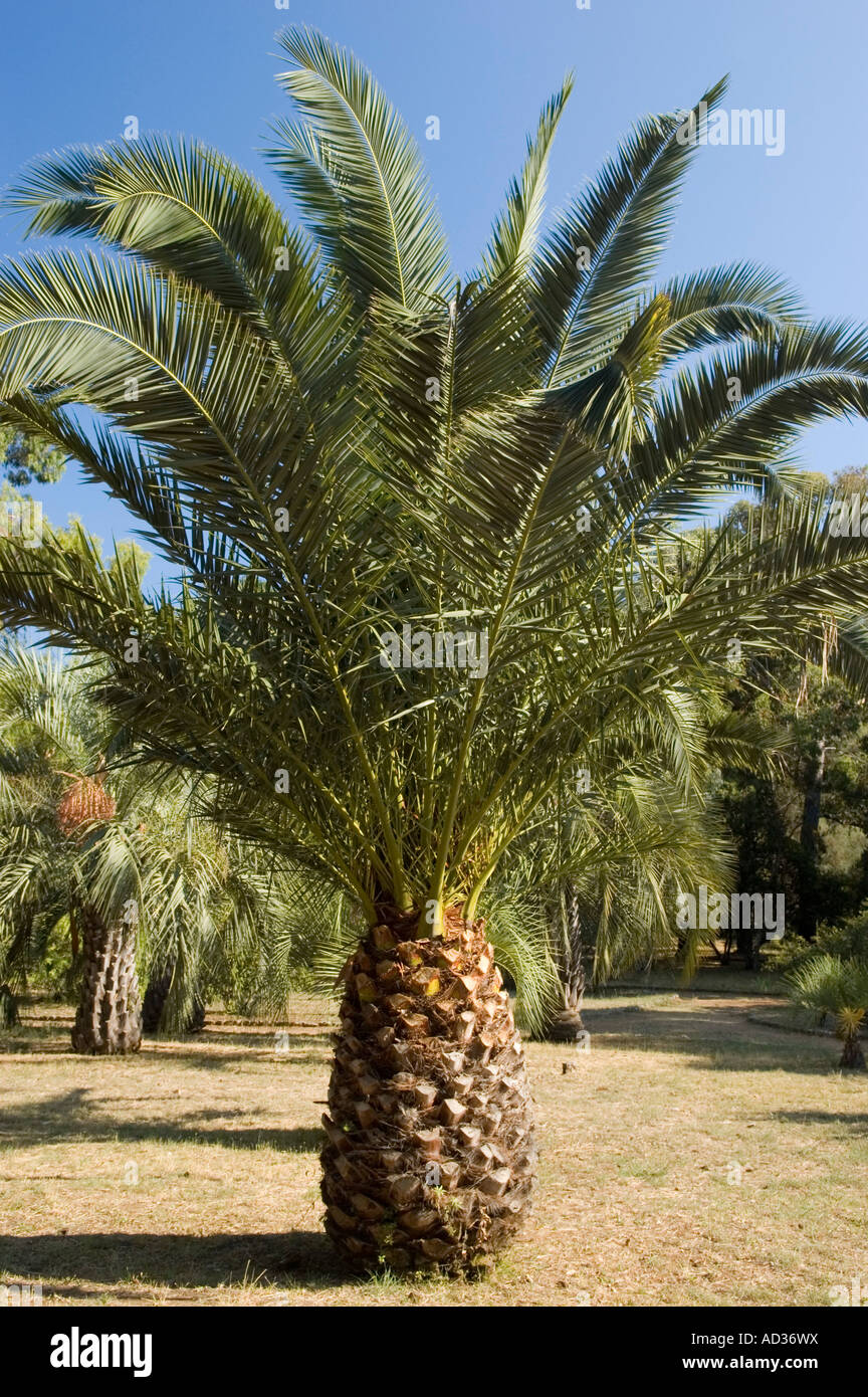 Mexican Blue Palm tree Stock Photo