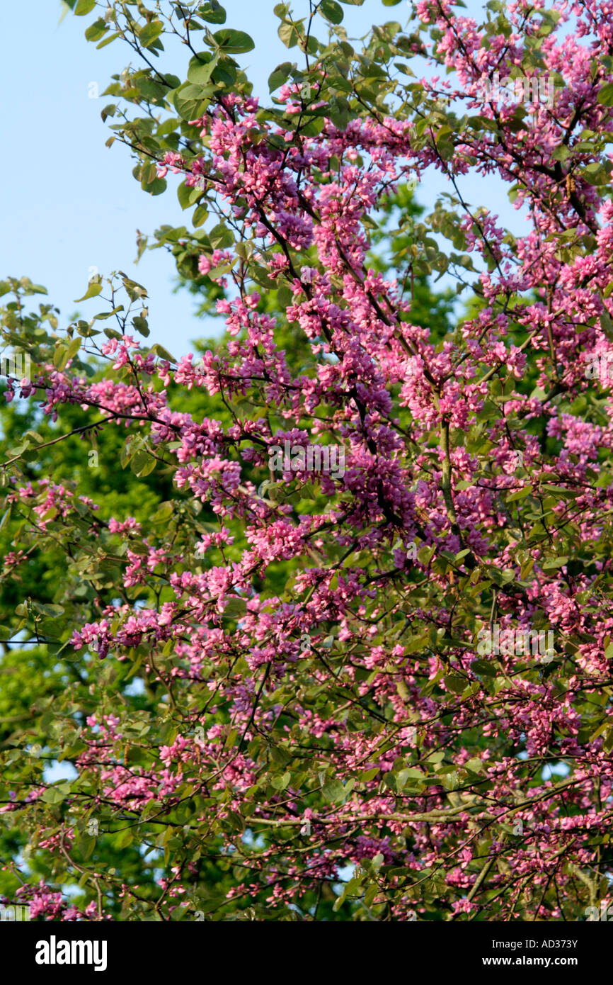The Judas Tree Cercis siliquastrum often has flowers which precede the newly emerging leaves Stock Photo