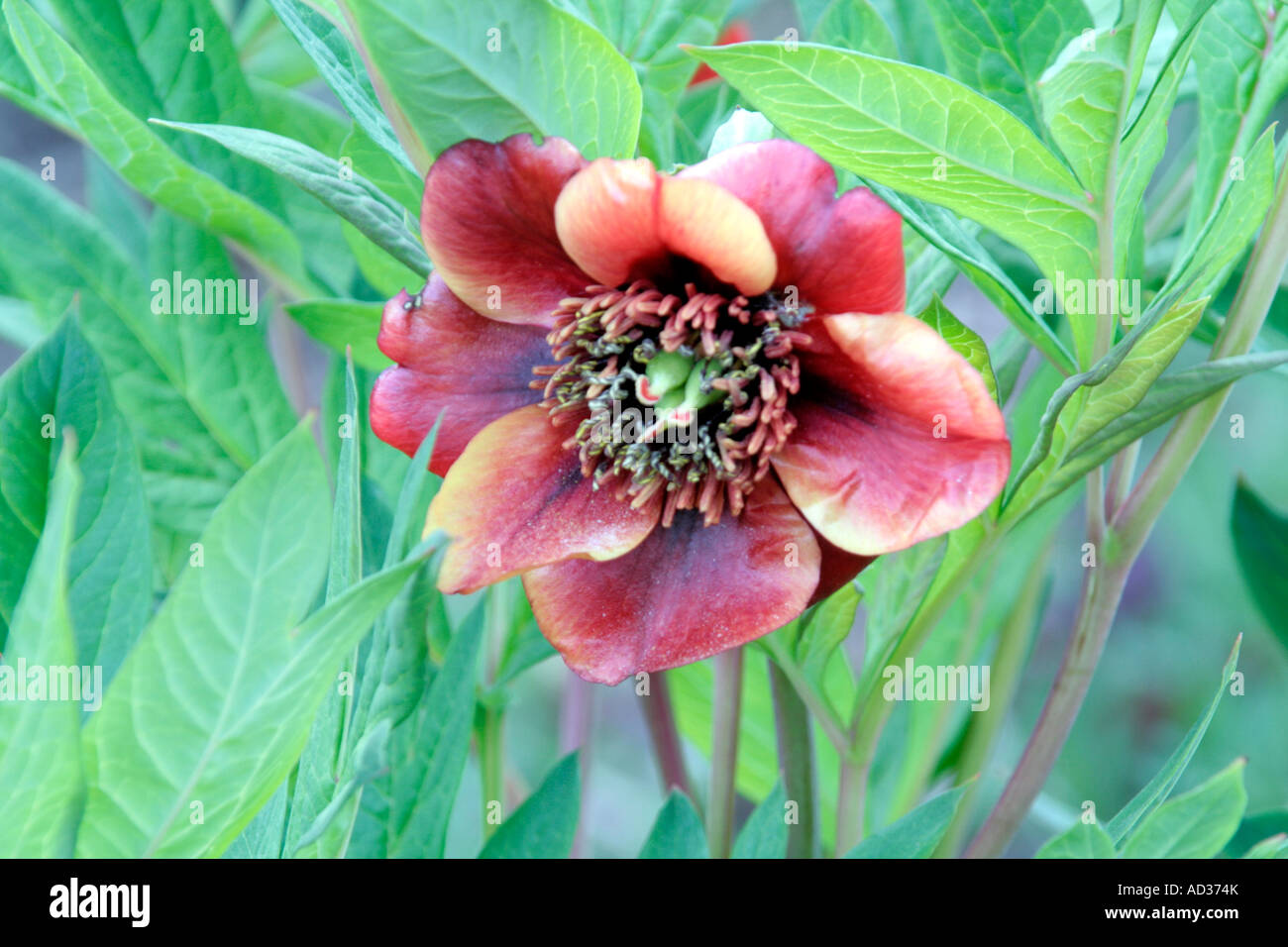 Paeonia delaveyi can be red or yellow and some fairly ghastly combinatoions between the two Stock Photo