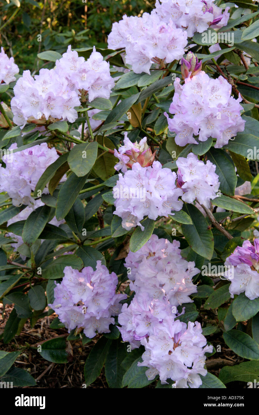 Rhododendron Susan May 3 Stock Photo
