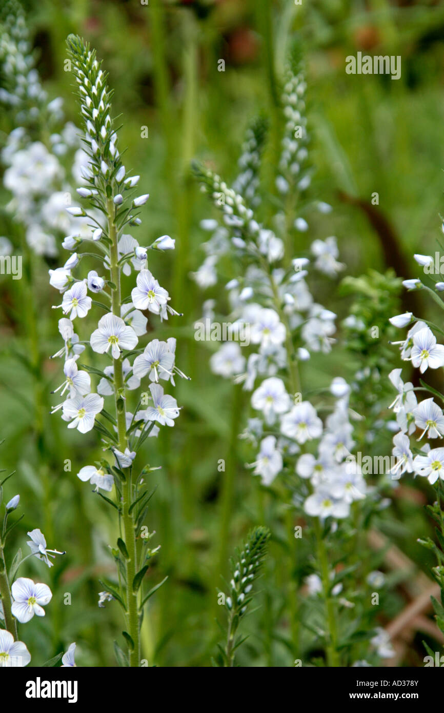 Veronica gentianoides AGM Stock Photo