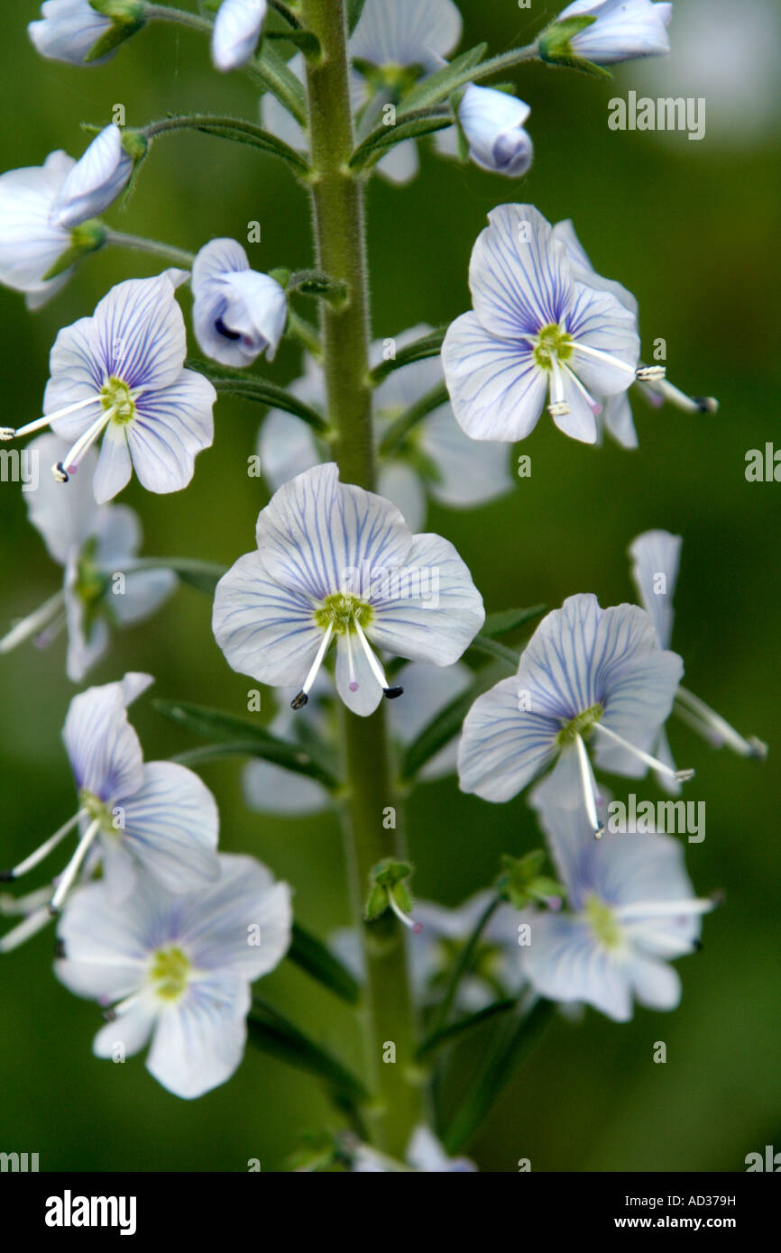 Veronica gentianoides AGM Stock Photo