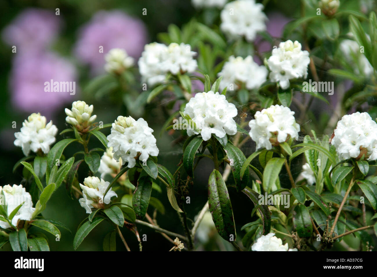 Rhododendron Arctic Tern during early May Stock Photo