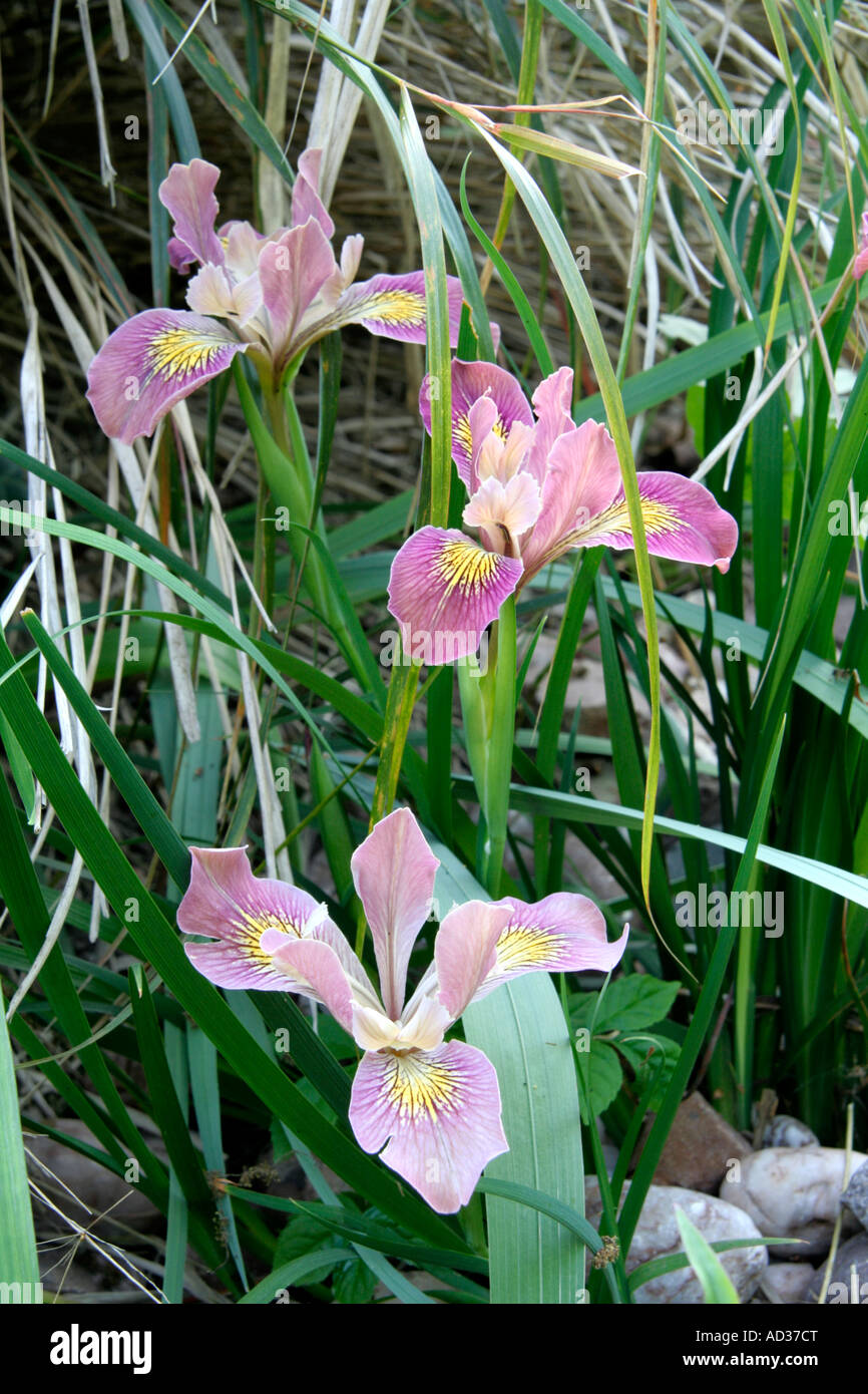 Pacificoast hybrid Iris possibly Banbury Welcome blooms for about 2 weeks in May on a short plant to about 40cm Stock Photo
