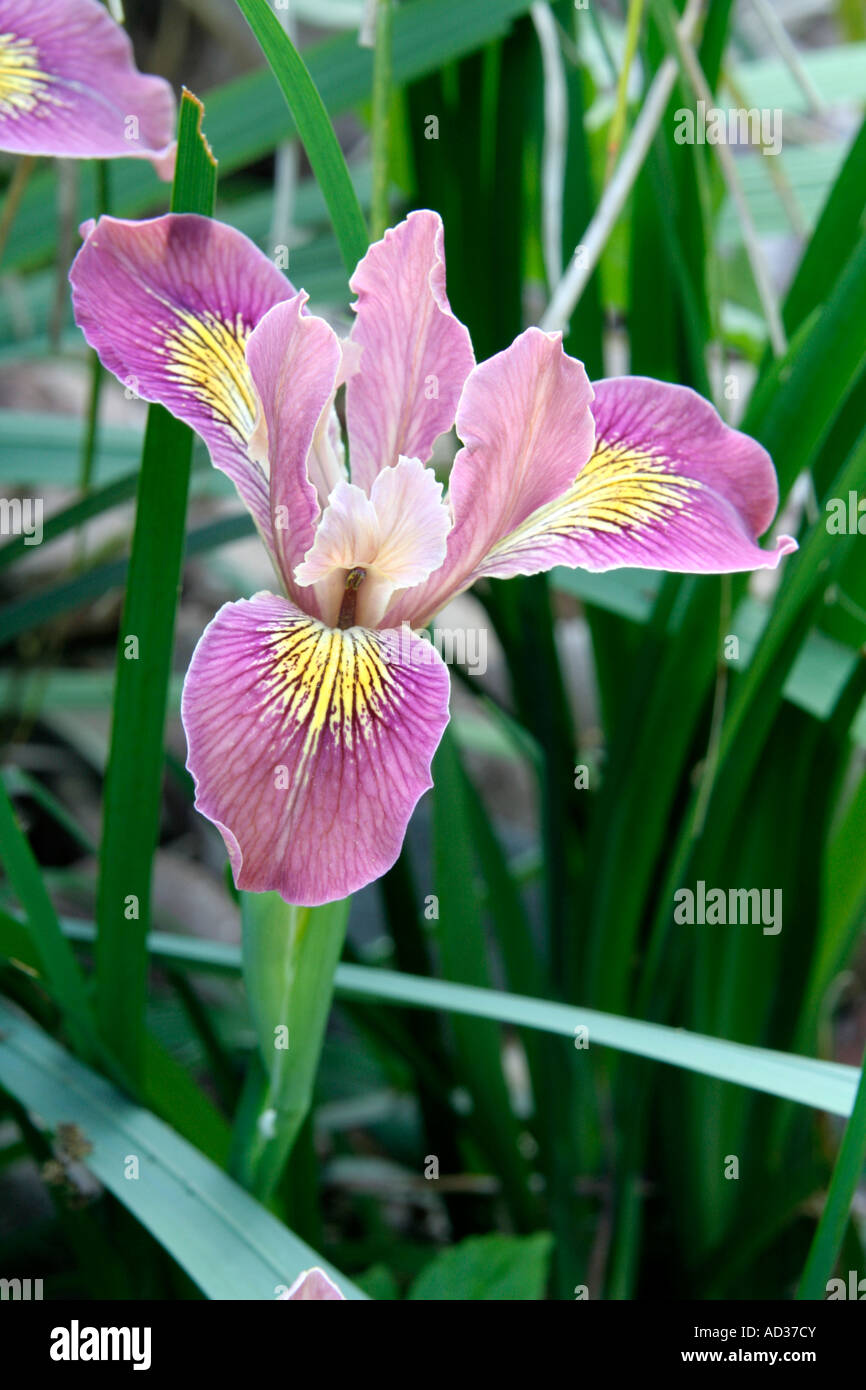 Pacificoast hybrid Iris possibly Banbury Welcome blooms for about 2 weeks in May on a short plant to about 40cm Stock Photo