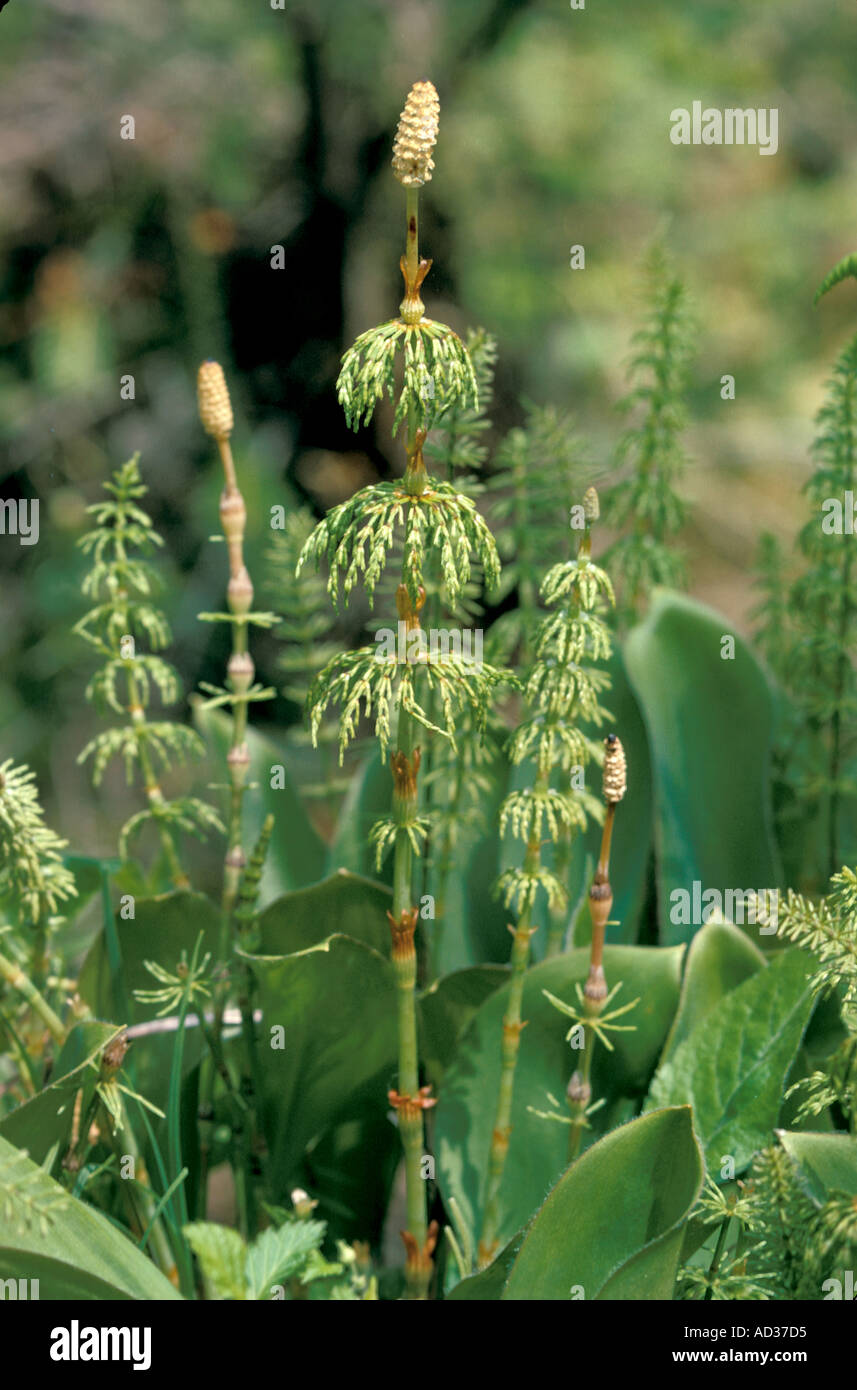Tall vertical plant hi-res stock photography and images - Alamy