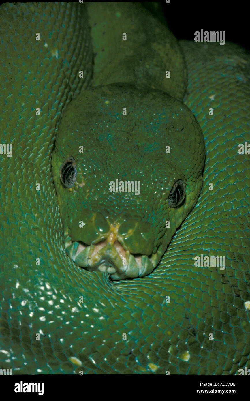 Vertical tree python green scale scales close up portrait pcd3016 hi ...