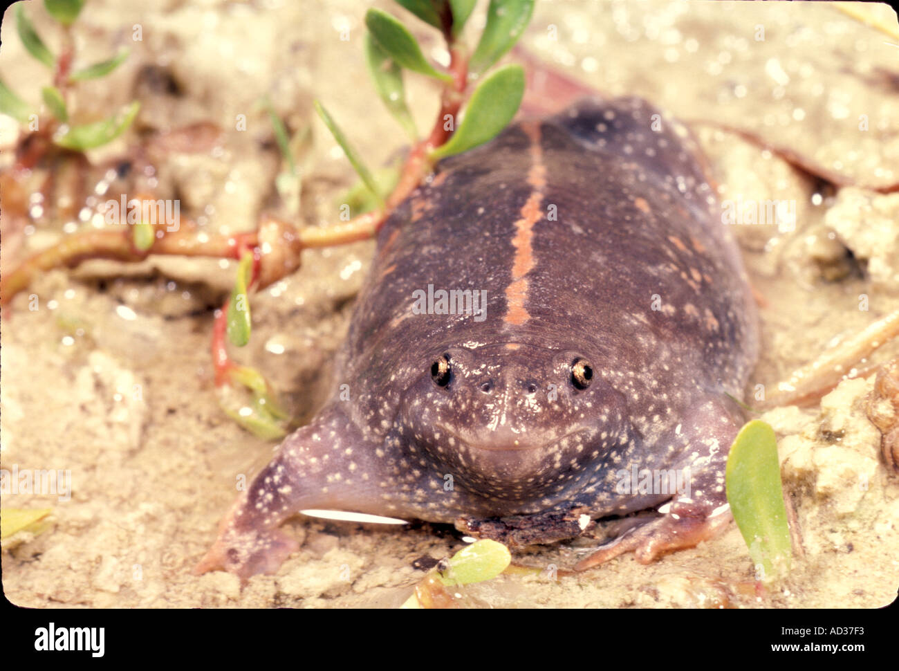 Mexican burrowing toad hi-res stock photography and images - Alamy