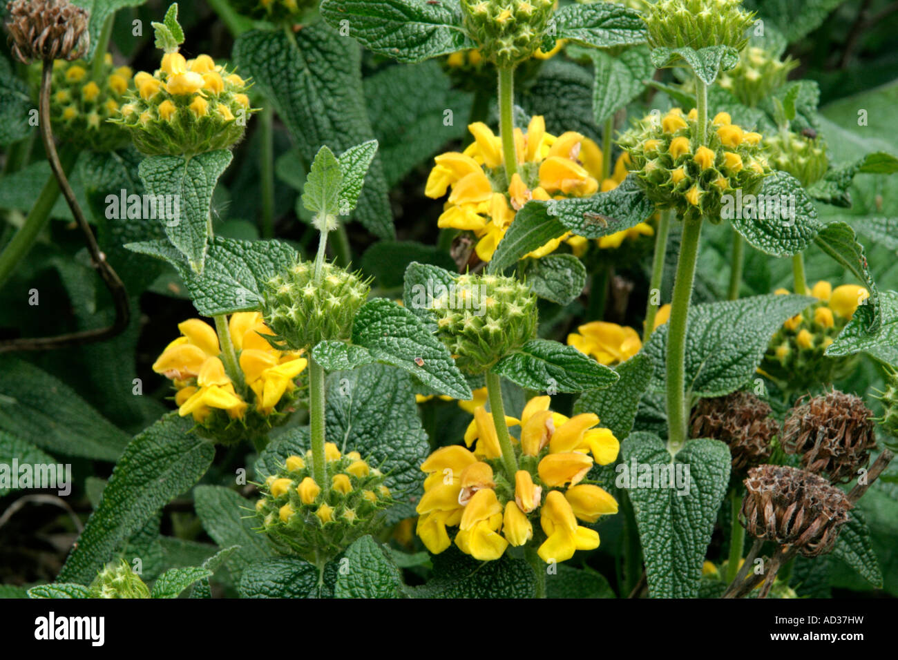 Phlomis longifolia bailanica Stock Photo