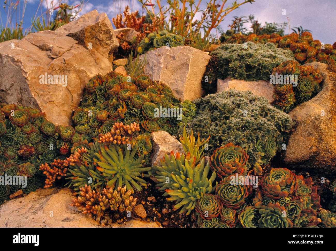 Plants growing in a rock garden in the Denver Botanic Gardens in Denver, Colorado, USA. Stock Photo