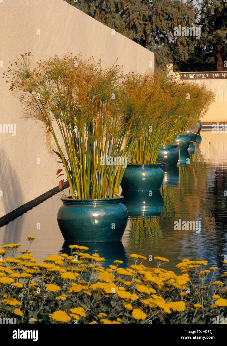 Potted water plant in the Denver Botanic Gardern in Denver, Colorado