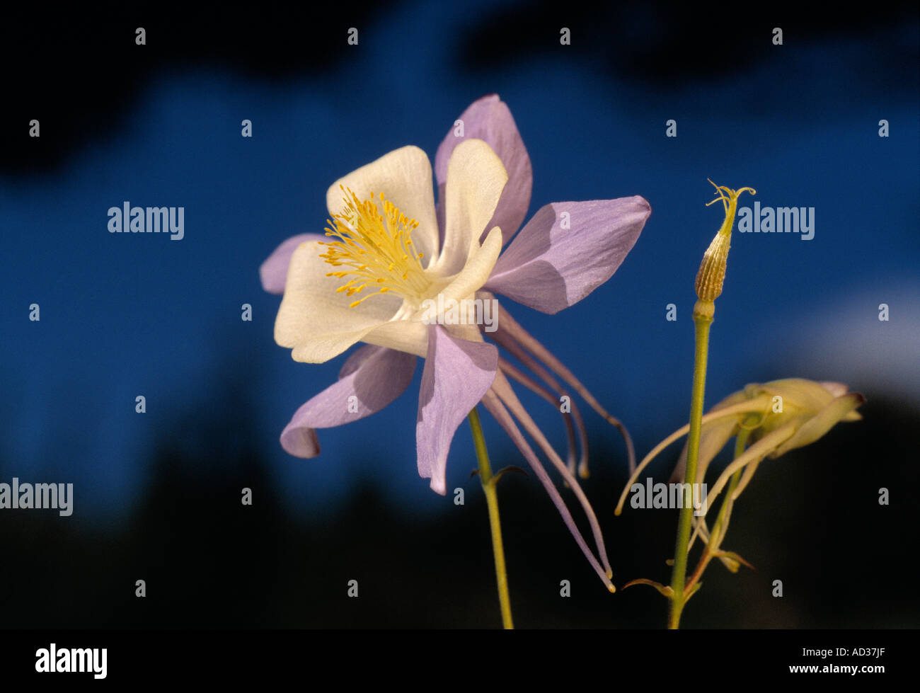 Columbine flower, the state flower of Colorado, USA Stock Photo Alamy