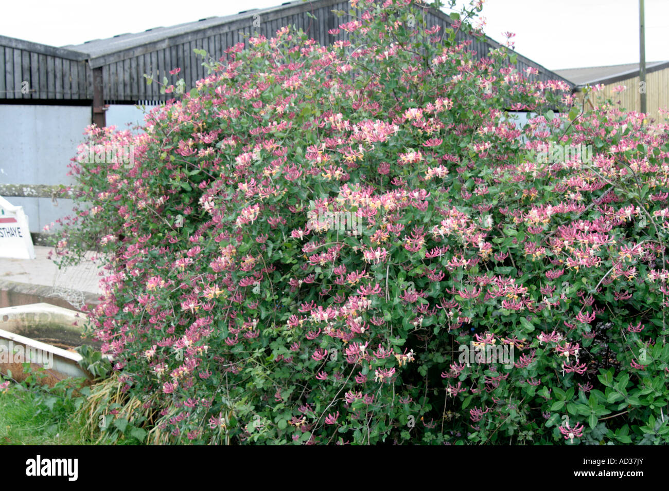 insulin plant Lakpura® Insulin Plant (Cheena Niwithi) Plant