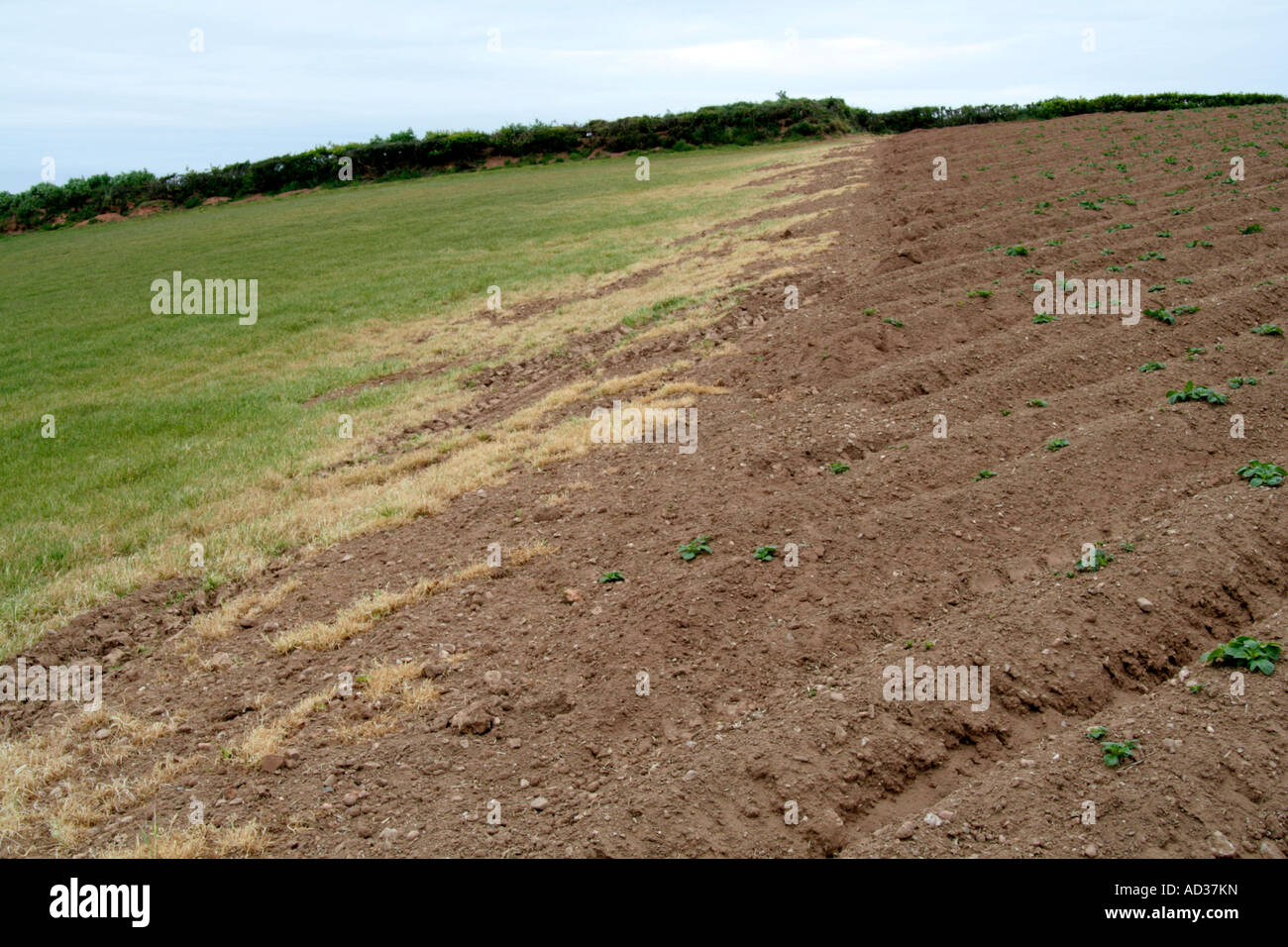 Herbicide spray drift used on the emerging potato crop damages an adjacent grass crop Stock Photo