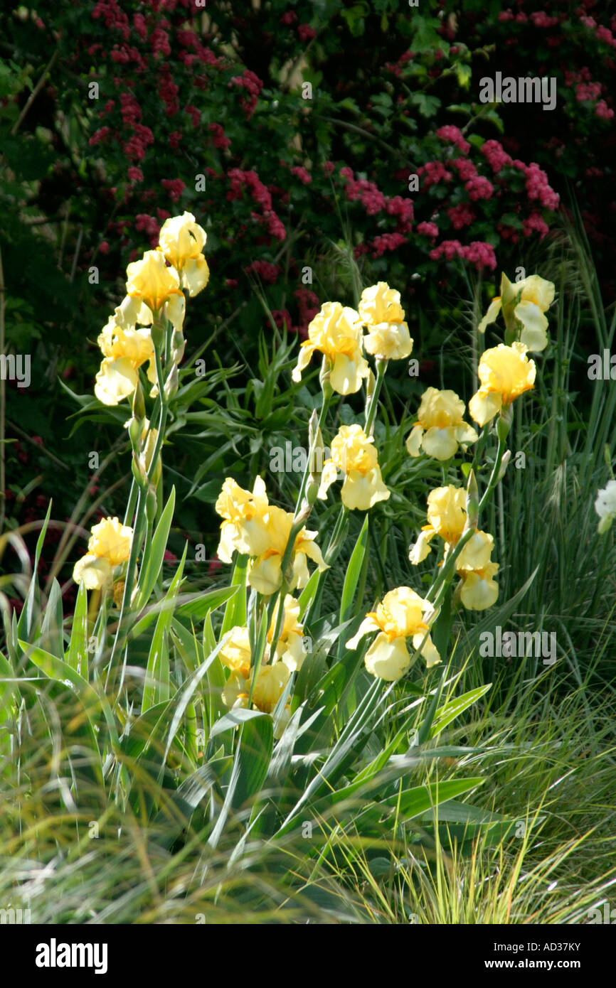 Tall bearded Iris Pale Primrose in May Stock Photo