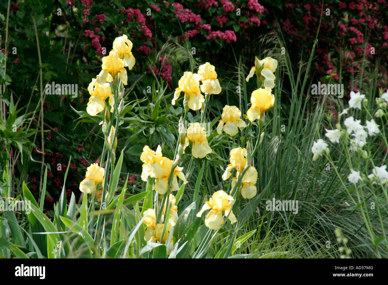 Tall bearded Iris probably I Pale Primrose in May Stock Photo