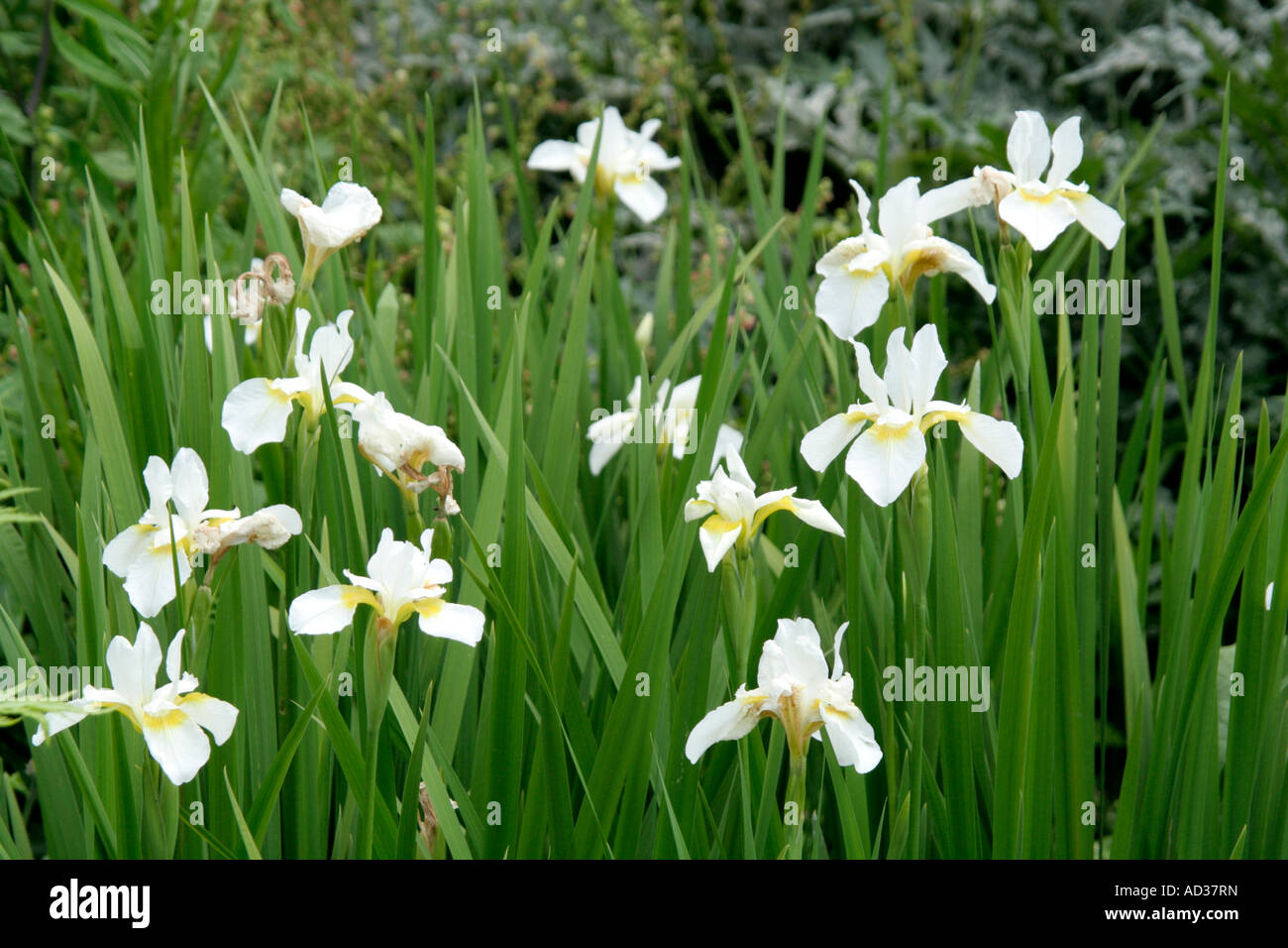 Iris sibirica alba during May Stock Photo
