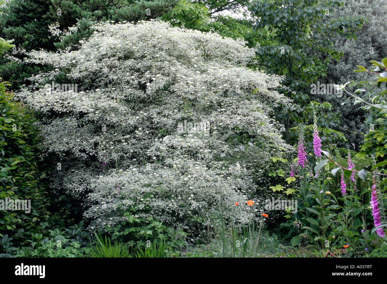 Cornus alternifolia argentea Stock Photo - Alamy