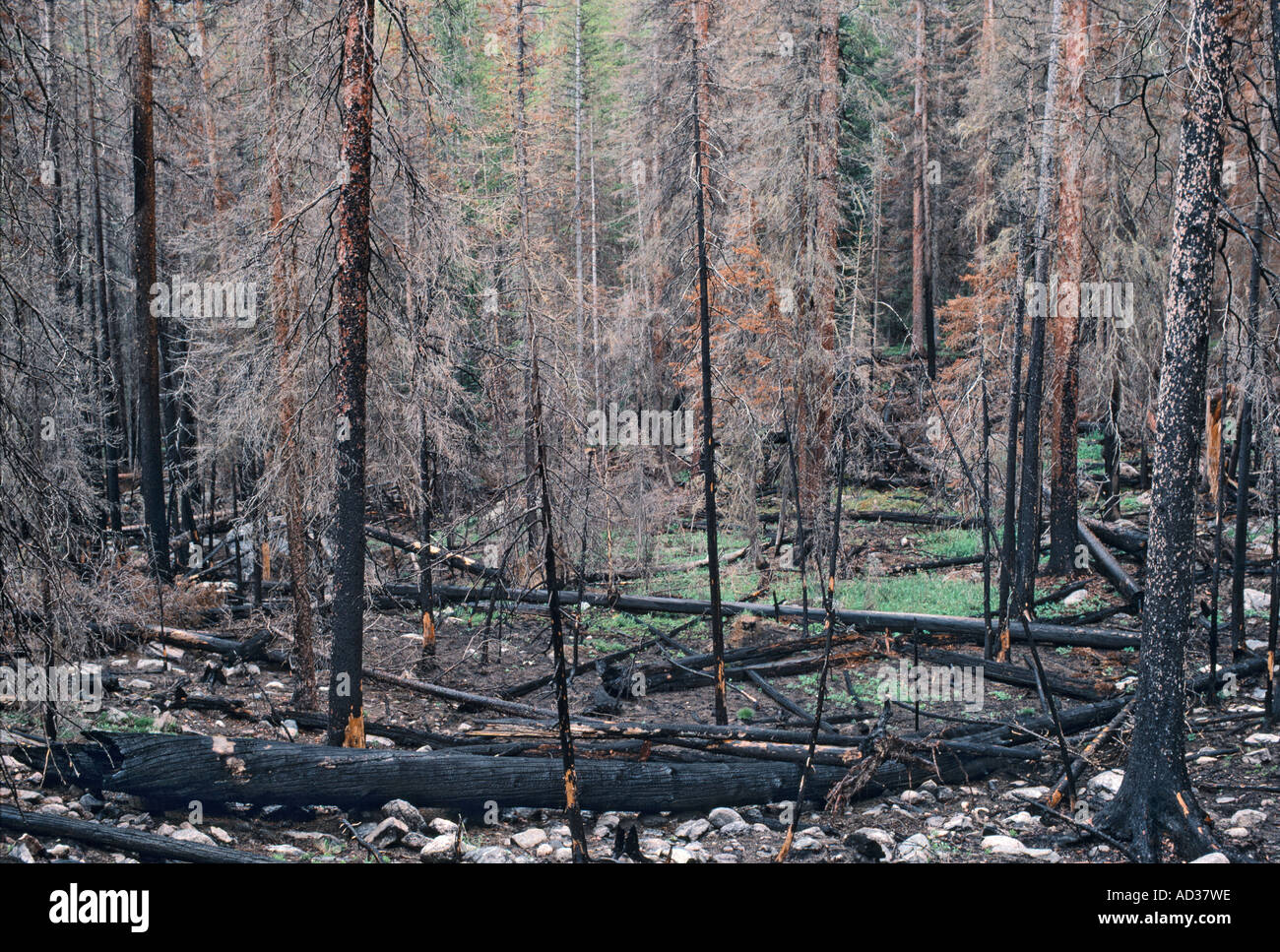 Burnt trees after a forest fire. Stock Photo