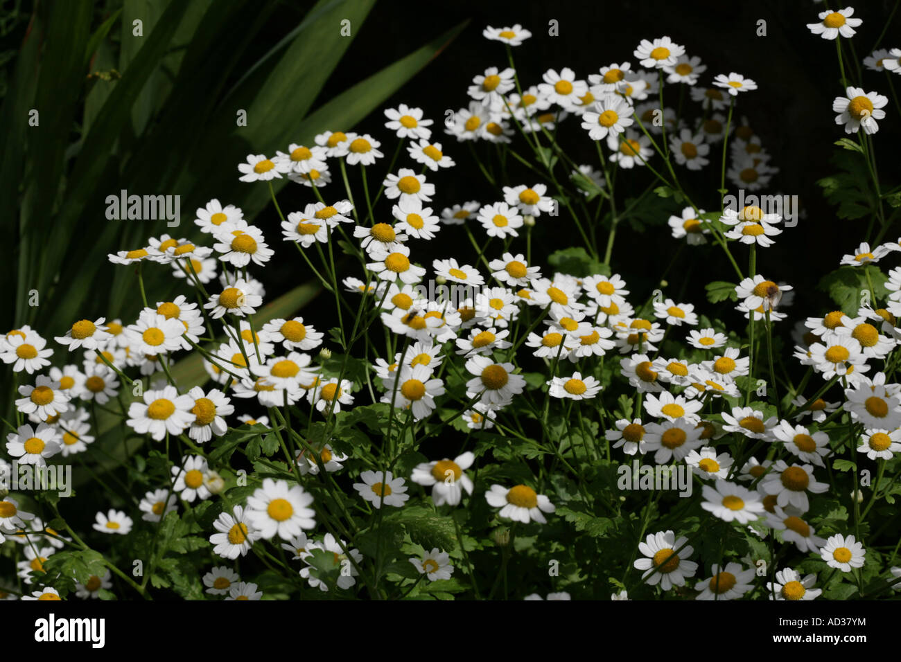 Feverfew  medicinal herb grown in a Cheshire garden England Stock Photo