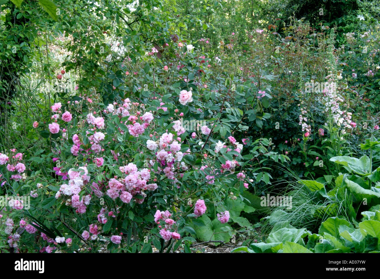 Hybrid Musk rose Cornelia in Holbrook Garden late May Stock Photo