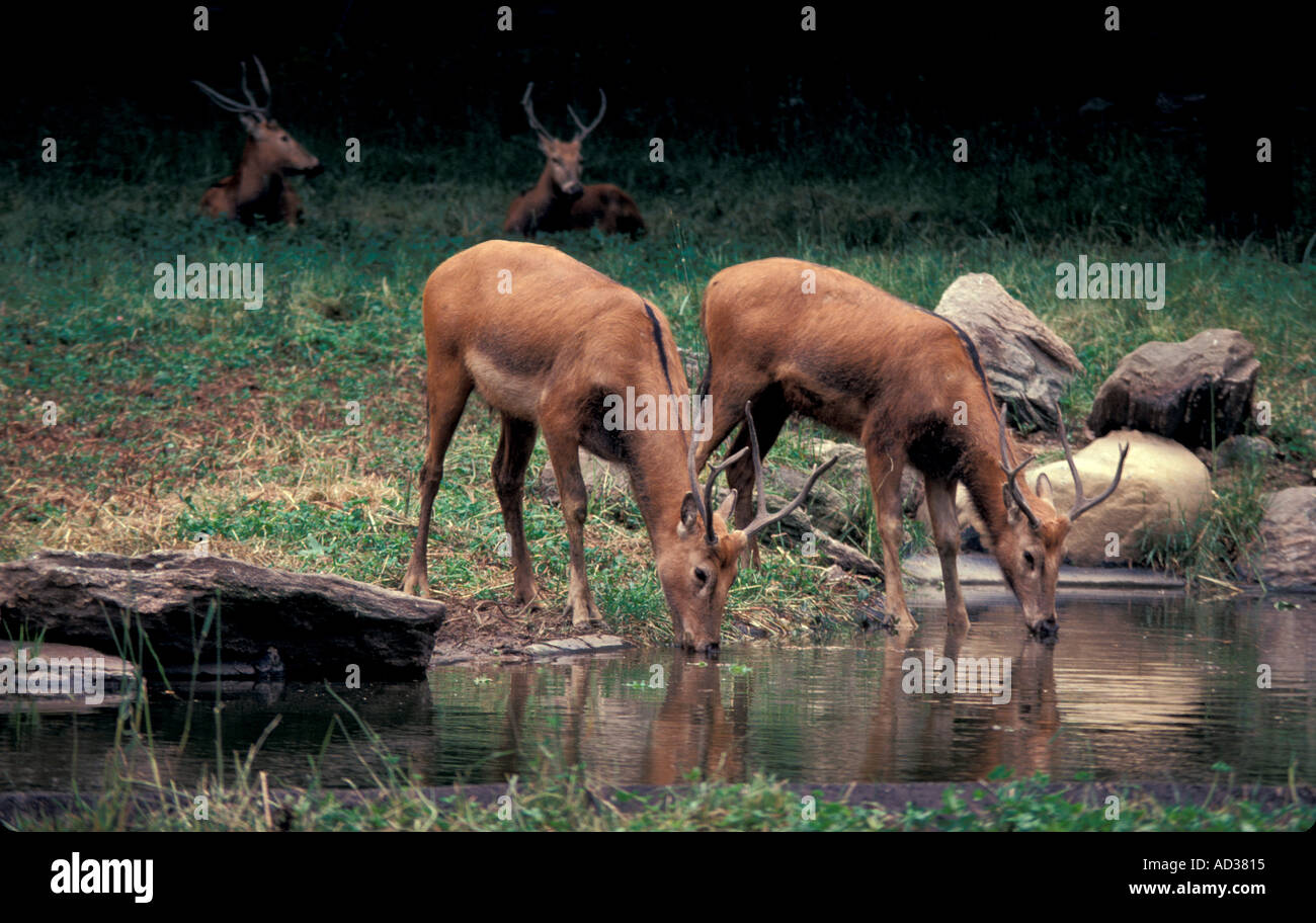 Mammal Deer Pere David s Stock Photo