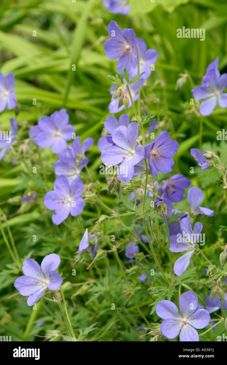 Geranium Johnsons Blue is still one of the best blue garden cultivars Stock Photo