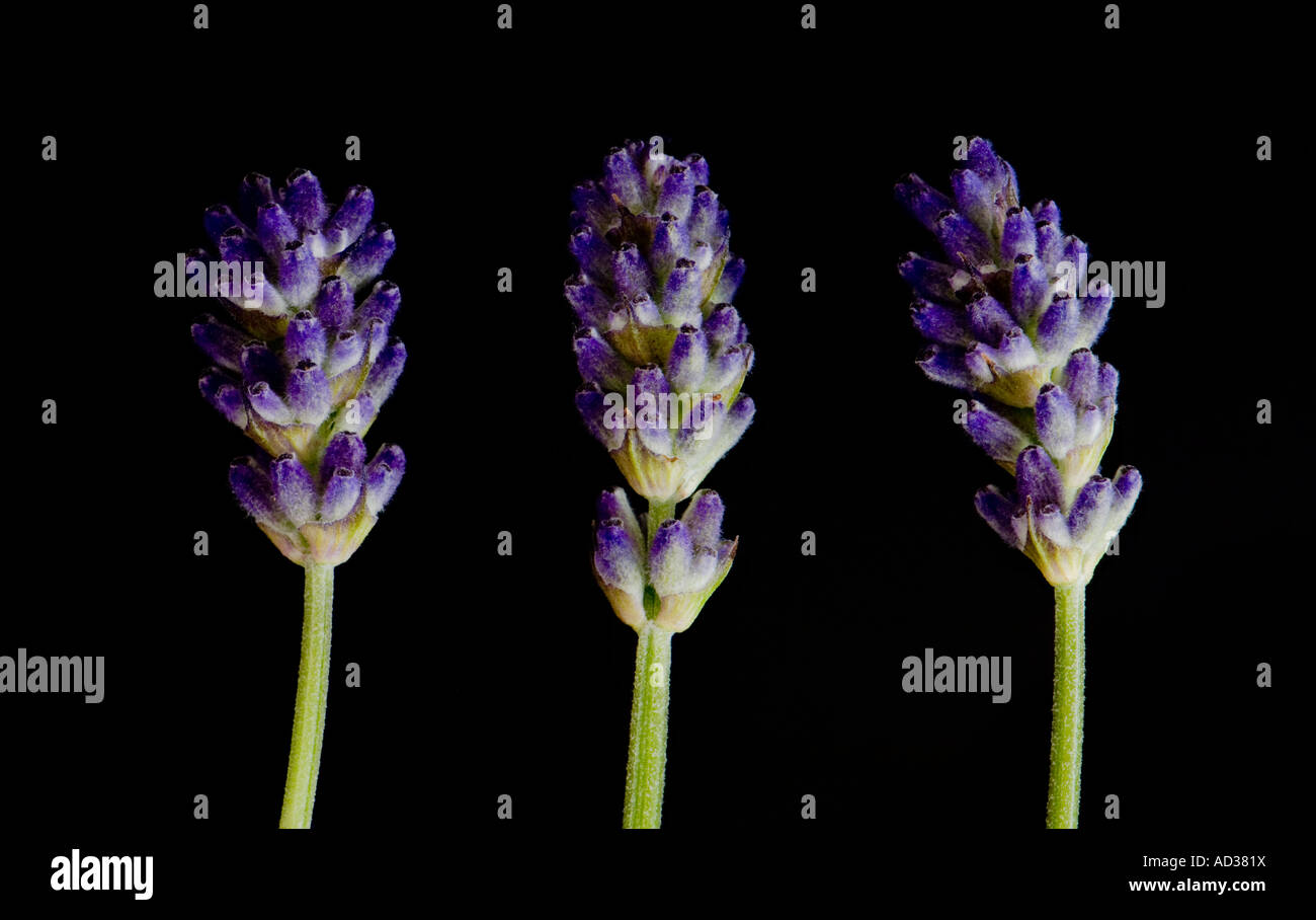 close up of 3 lavendar (LAVENDULA AUGUSTIFOLIA) flowers on black 2 of 2 Stock Photo
