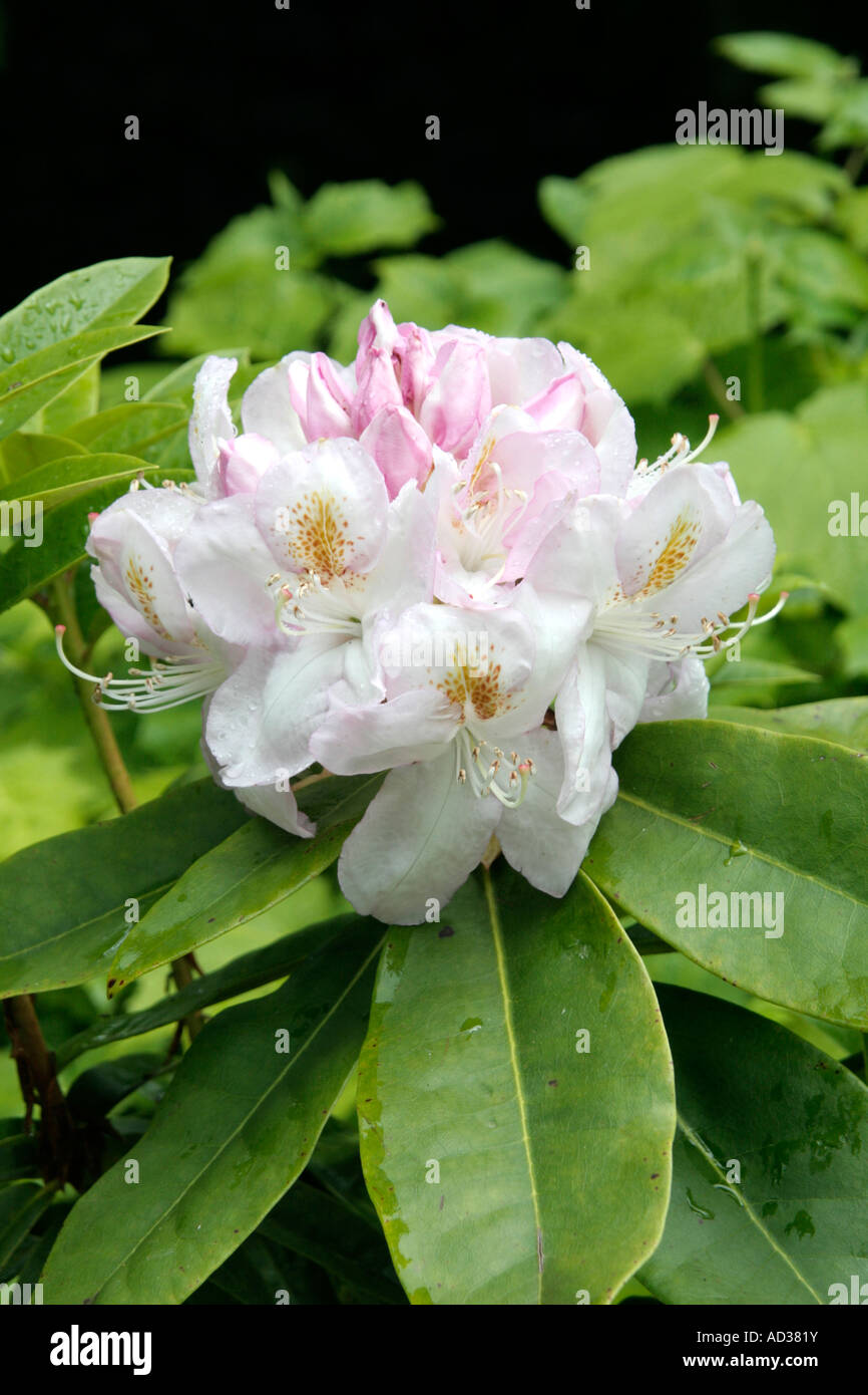 Rhododendron Gomer Waterer is one of the later hardy hybrids to bloom in late May early June Stock Photo